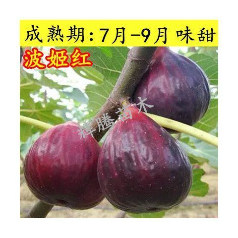无花果树果苗无花果盆栽矮化四季南方北方种植当年结果苗带果