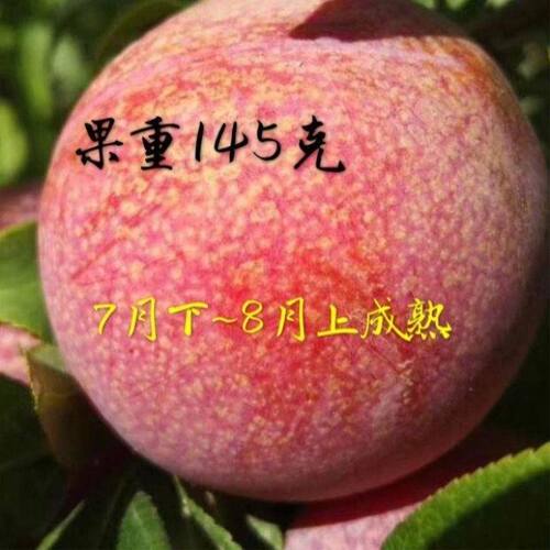 当年结果美国杏李恐龙蛋李子树苗 8月成熟味王味帝味厚 爽口质脆