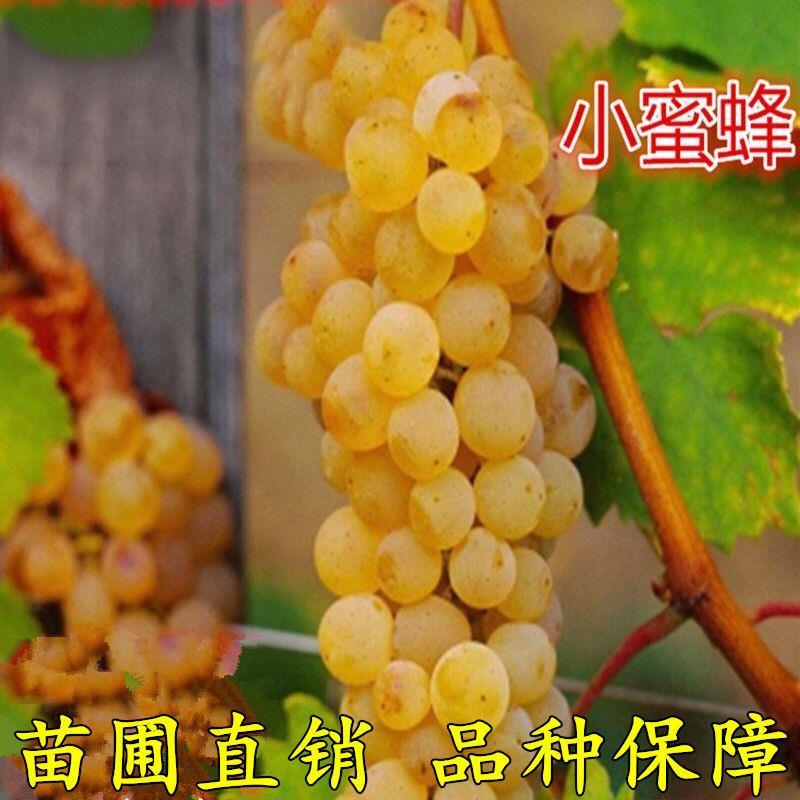 葡萄树苗 小蜜蜂葡萄苗 南方北方四季种植果树苗 大很甜 当年结果