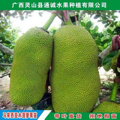 通城果苗,四季凤梨树苗海南马来西亚菠萝蜜 南北方果树当年结果