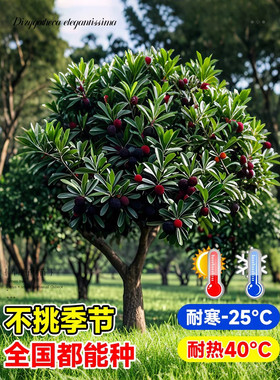 正宗嫁接东魁杨梅树树苗杨梅苗南北方种植地栽果树苗当年结果特大
