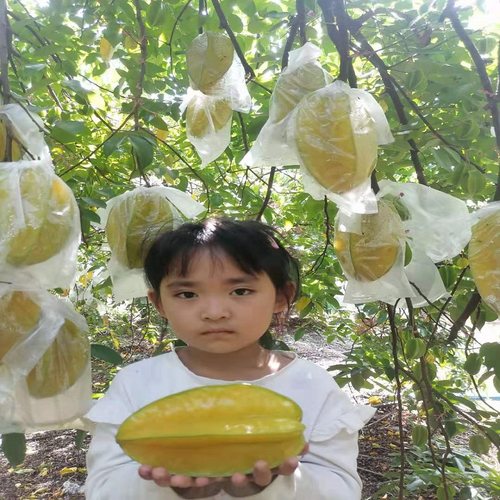 甜杨桃新鲜现摘5斤应季树上熟