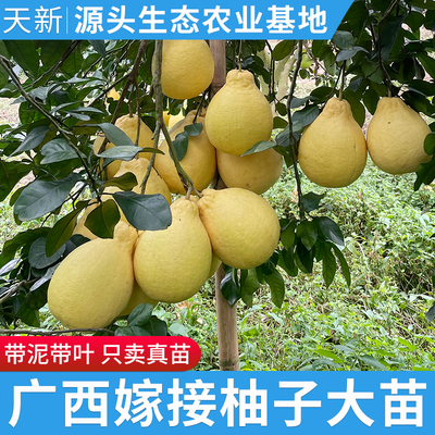 沙田柚广西容县梅州柚子树苗红肉
