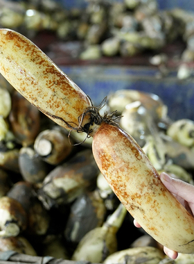 【小节粉藕】洪湖莲藕新鲜粉糯现挖湖北特产武汉九孔红藕非中段
