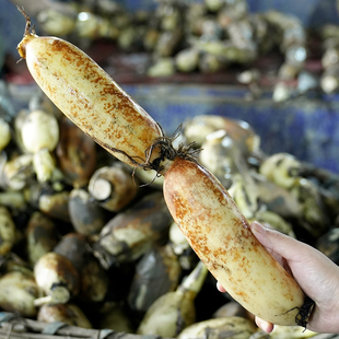 【小节粉藕】洪湖莲藕新鲜粉糯现挖湖北特产武汉九孔红藕非中段