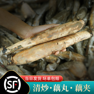 老余家后把藕尾农家莲藕藕后段装做藕粉藕夹藕圆子的湖北洪湖莲藕