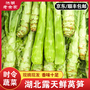 湖北洪湖新鲜莴笋农家自种蔬菜绿心凤尾包邮特产现摘现发莴苣