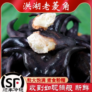 412顺丰包邮 洪湖老菱角粉糯大青菱角湖北农家特产野生新鲜现摘