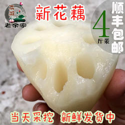 新花藕4斤洪湖嫩莲藕脆嫩清甜当日现挖湖北新鲜莲藕清炒凉拌