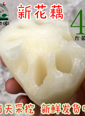 412新花藕4斤洪湖嫩莲藕脆嫩清甜当日现挖湖北新鲜莲藕清炒凉拌
