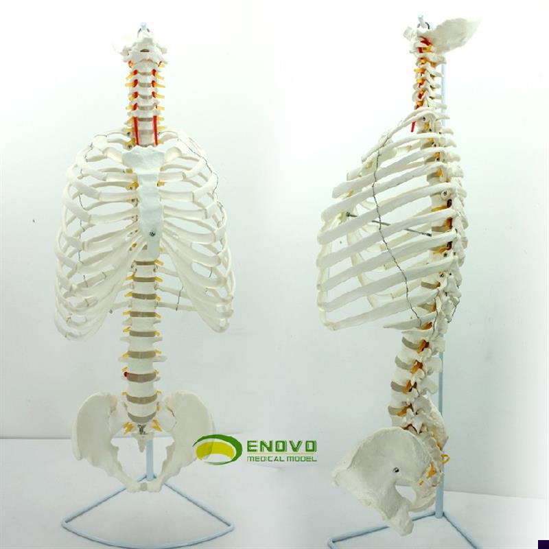 ENOVO颐诺医学人体脊柱模型脊椎骨盆整J骨胸骨肋骨胸腔骼模骨架型