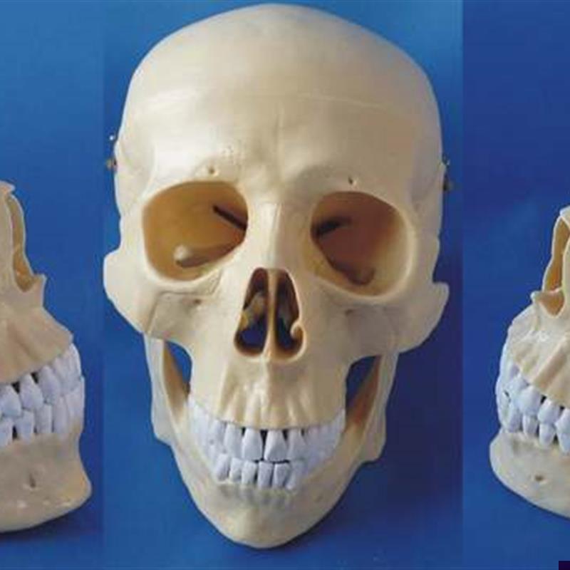 包邮新款1:1头m骨模型骷髅头骨骼骨架医用教学讲解人体标本