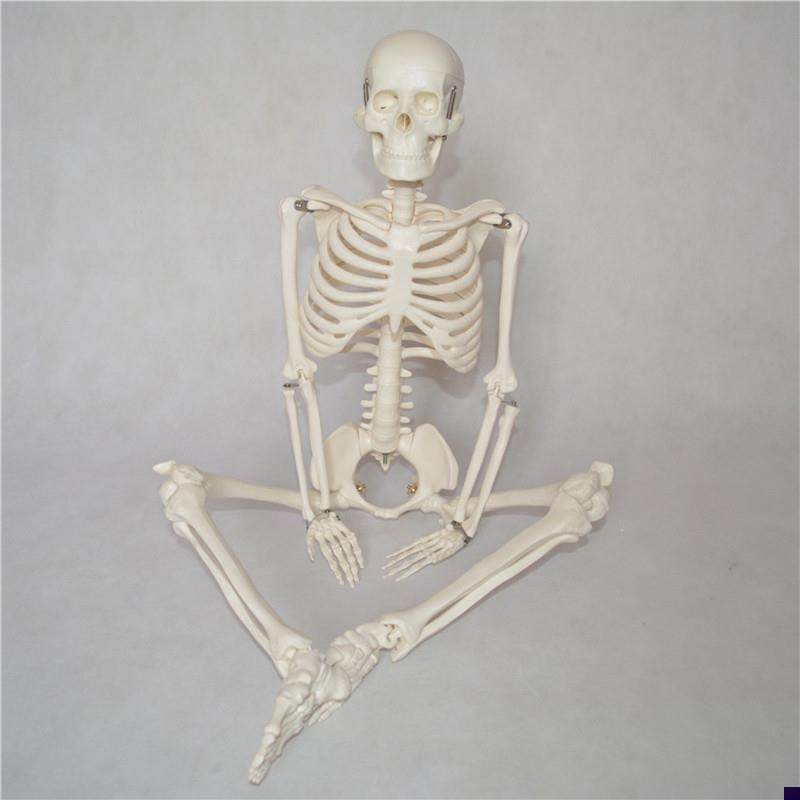 人体骨骼模c型85cm小白骷髅骨架教学展示科普瑜伽演示教学模型玩