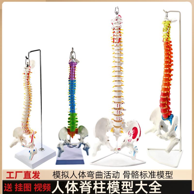 正骨彩色椎体人体脊柱模型t人体骨骼模型大脊椎成人1:1带胸椎骨盆