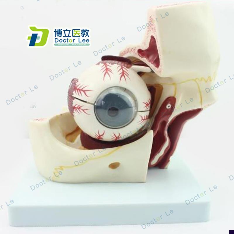 眼球眼眶解剖h结构放大模型人体感觉器医学眼球模型