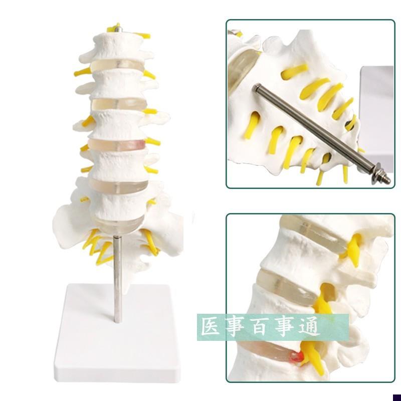 包邮自然大一比h一成人五节腰椎带尾椎模型骨盆模型人体骨骼模型