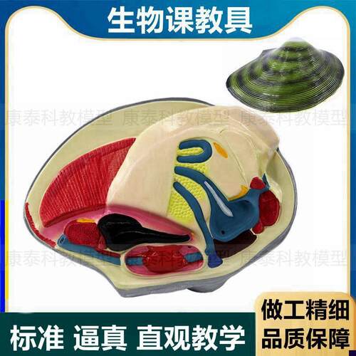 河蚌模型软体动物n河歪河蛤蜊生物课教学初中高中生物实验展