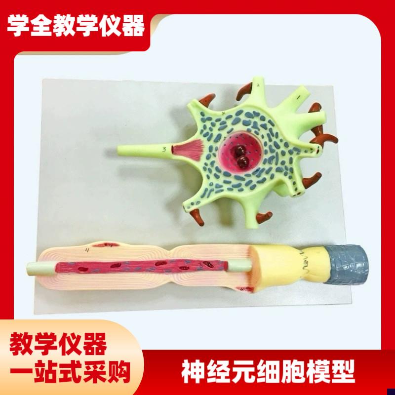 神经元模型教学仪器神v经元胞体和神经纤维结构放大模型