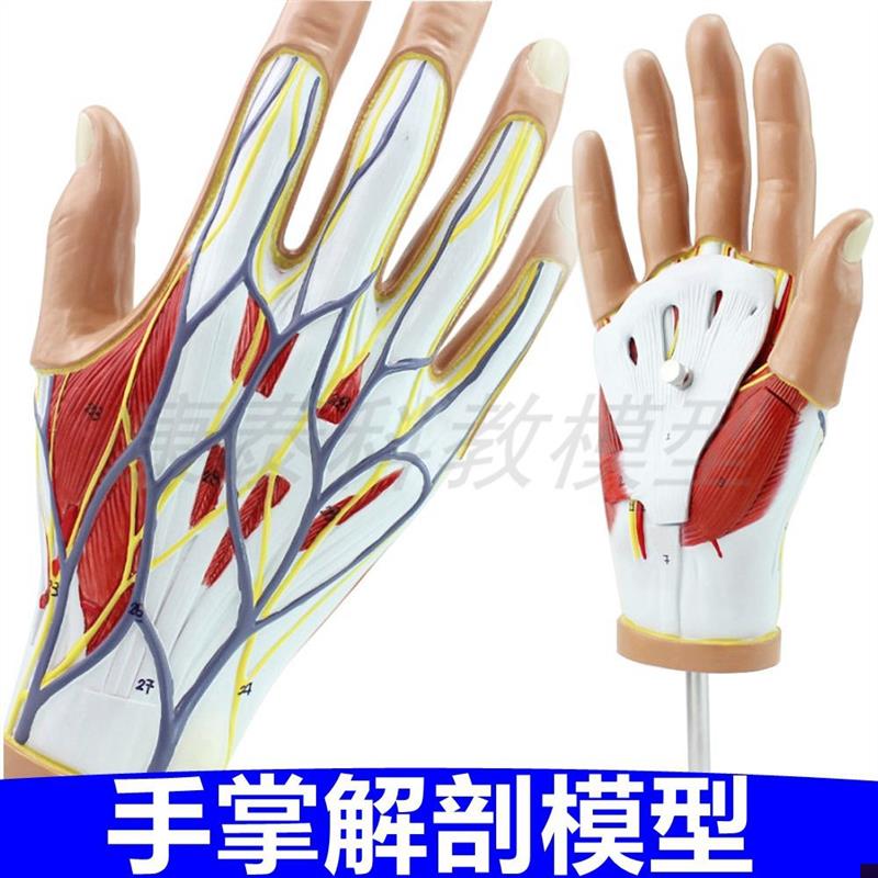 手掌解剖模型f皮肤肌肉血管神经关节肌腱韧带外科医生教学手指骨