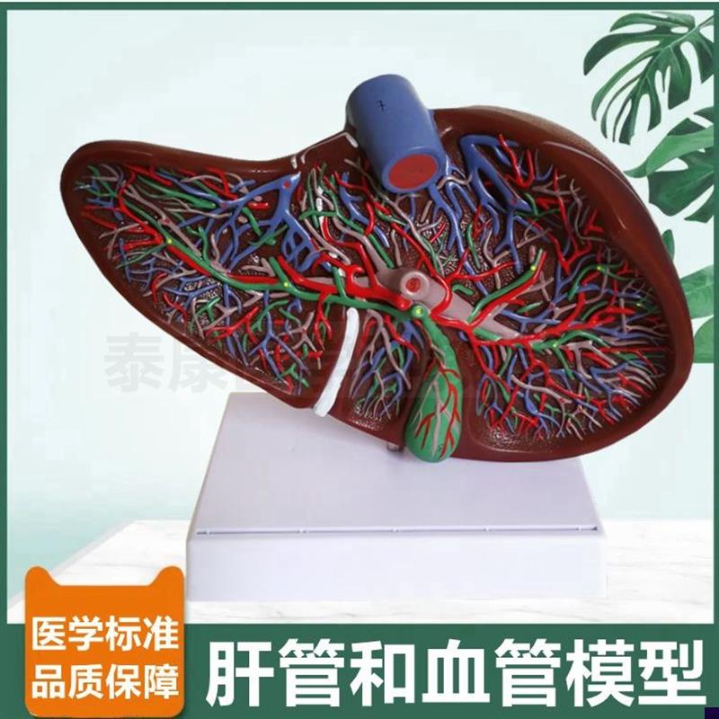 肝总管分布模型肝脏n血管胆囊管十二指肠胰腺脾脏消化系统病理肝