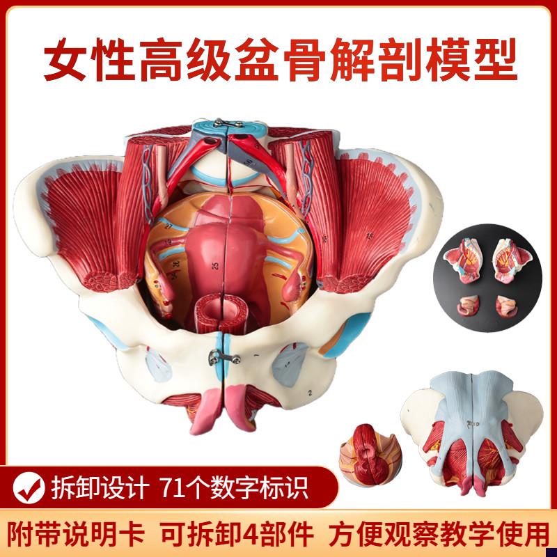 女性骨盆模e型盆底肌带生殖器血管神经肌肉子宫人体解剖教学骨盆