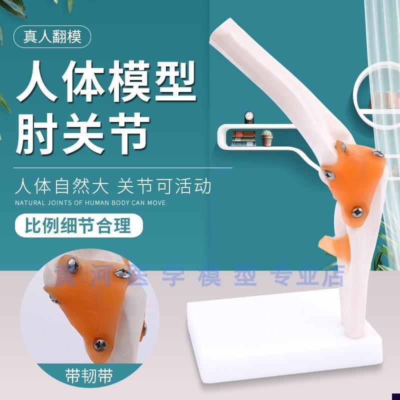 人体肘关节模型关节模型s骨骼运动系统肱桡关节尺骨桡骨肱骨关节