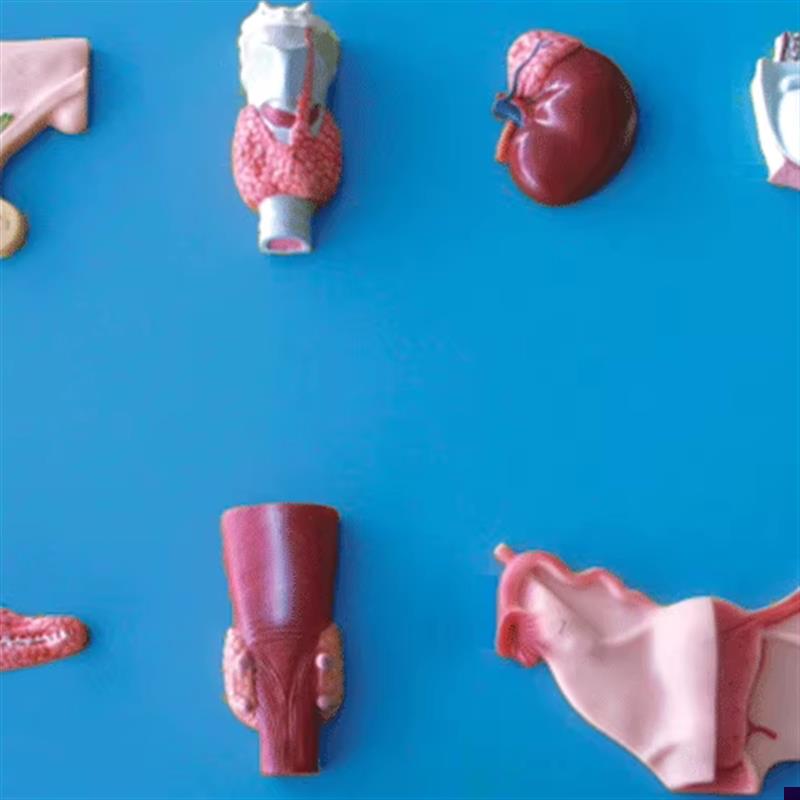 人体内分泌器官模型GD/AX19002