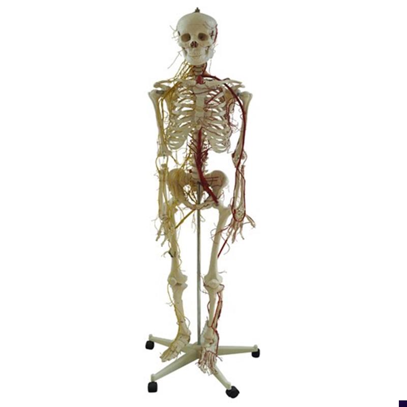 人体全身骨骼附主要动脉和神x经分布模型骨骼附神经血管分布标本