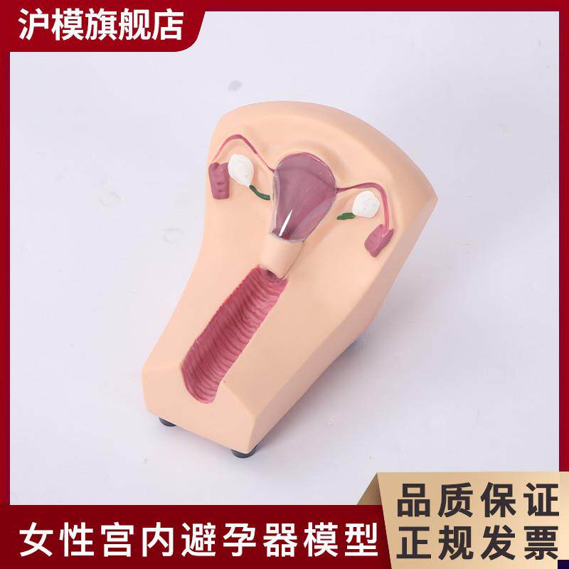 沪模女性避孕练习模型子宫宫内避孕器及训练教具G计划生育教育模