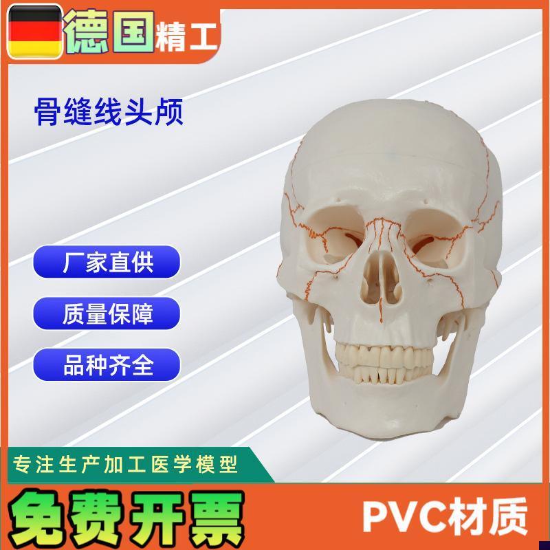 骨缝线头颅20g*14.5*17.5CM医学人体头骨颅骨模型骨科教学模具