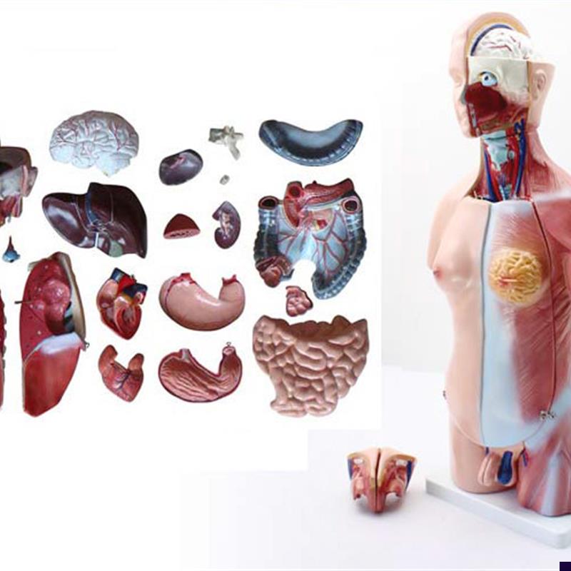 ENOVO颐诺45CM两性躯干模型人体内脏器官解P剖结构模型人体解剖中