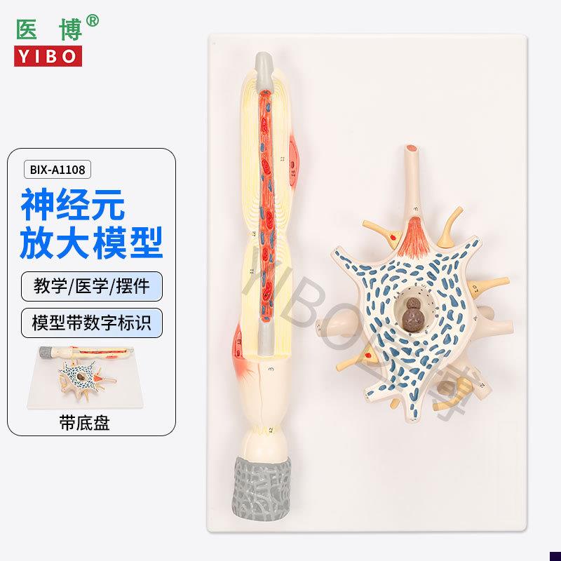 医博BIX-A1108神经元放大模型神经元胞体神经纤W维结构放大模型