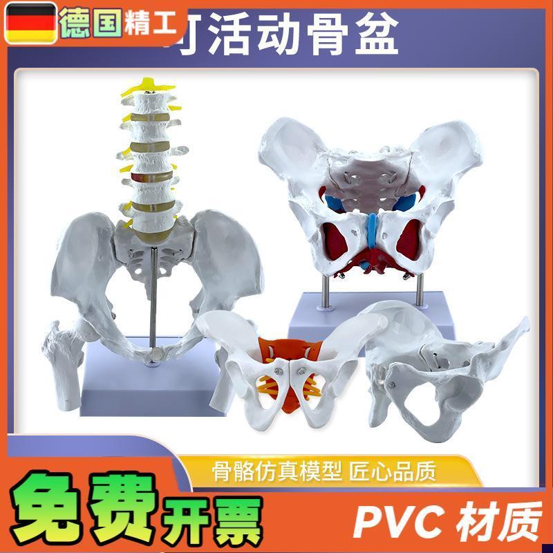 动态女性腰椎骨盆骨骼模型t关节可活动迷你小盆骨产康人体医用骨