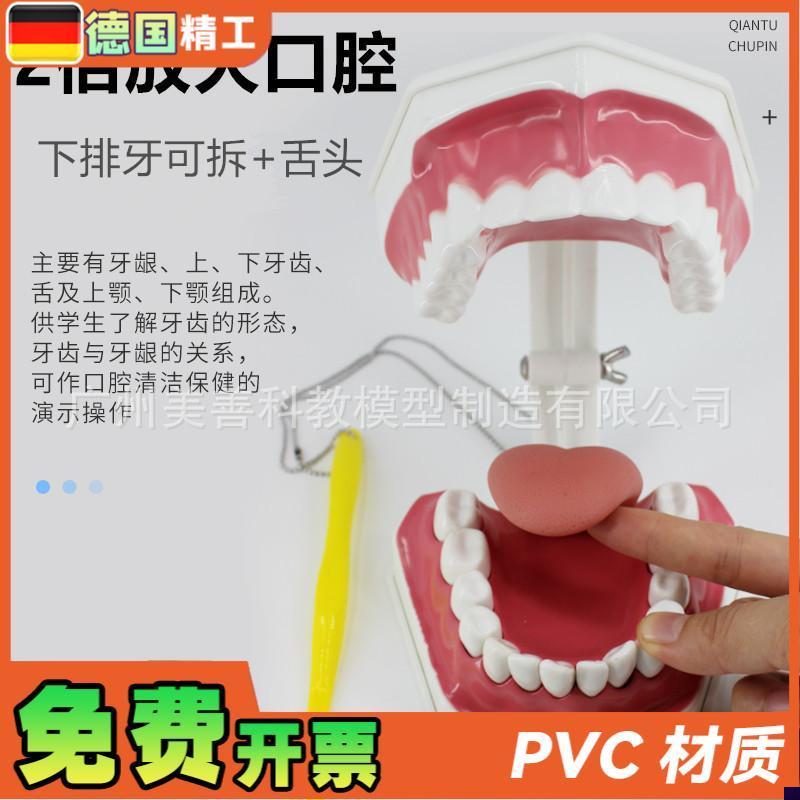 牙保健模型2倍口腔护理刷牙x指导教学仪器牙列牙齿儿童刷牙教具