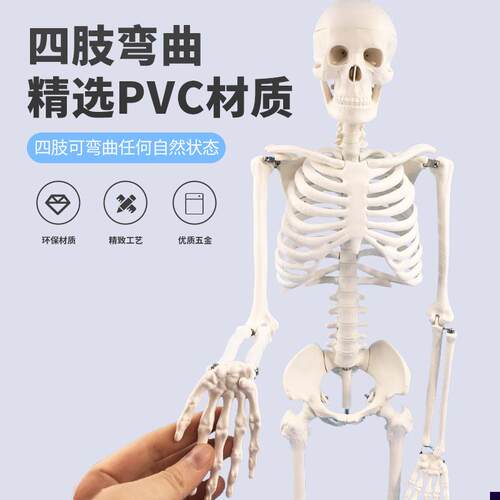 医用标准人体骨骼模n型85CM成人骨架人体模型小白骷髅教学脊椎全