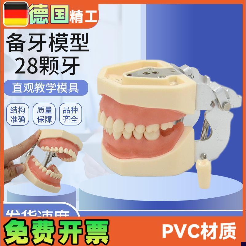 牙科口腔练习备牙模型28颗牙齿可替H换拆卸模型软牙龈窝洞制备