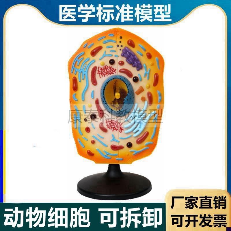 动物细胞模型生物课配套器材医用教学实验细Q胞模型流动镶嵌模型