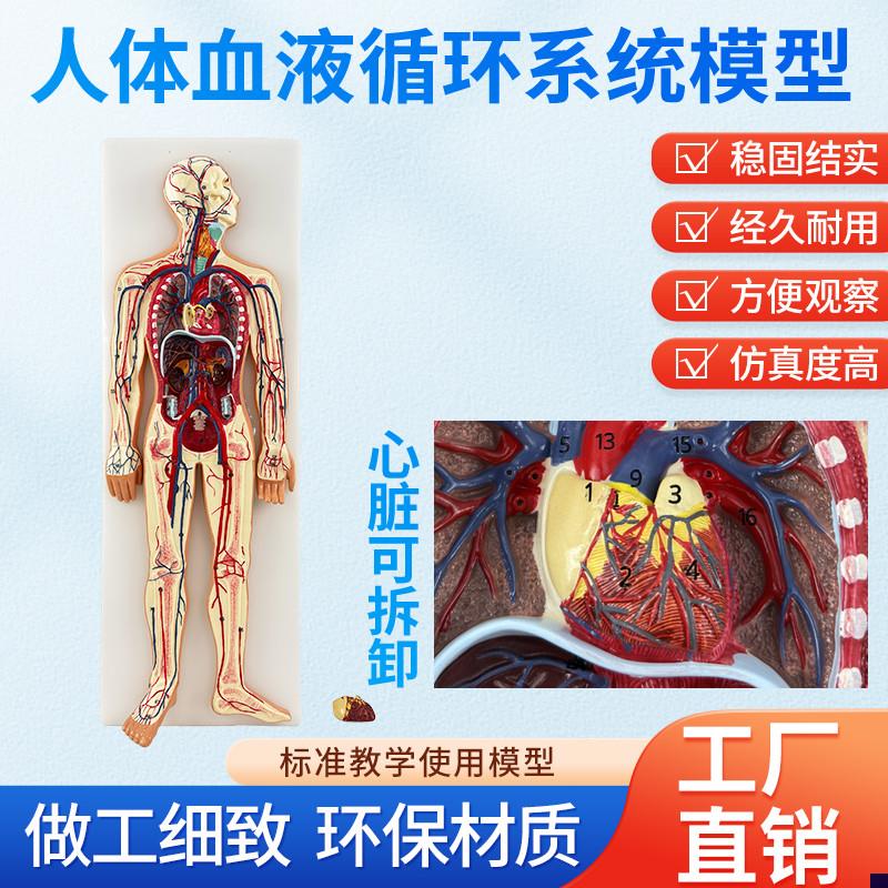 人体血液循环系统模型内脏心脏器官血管解剖模型医院学.校教学教