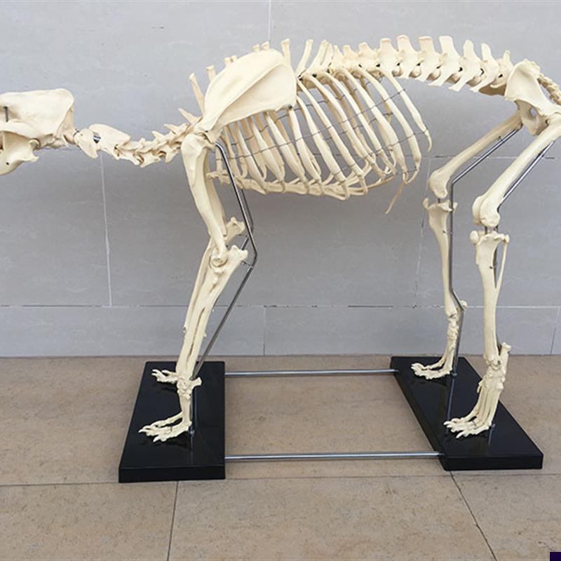 狗骨架动物骨骼宠物兽医教学模型医学教K具犬科教学畜牧厂家直销