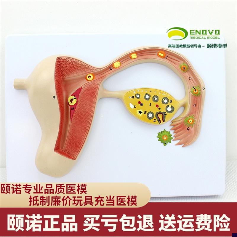ENOVO颐诺人体受精r卵模型妊娠胚胎儿发育过程子宫组织胚胎模型母