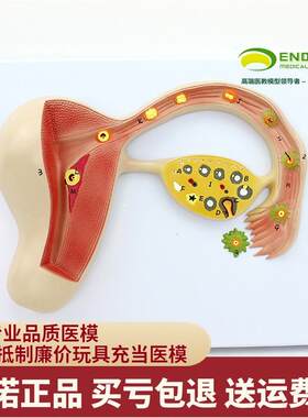 ENOVO颐诺人体受精r卵模型妊娠胚胎儿发育过程子宫组织胚胎模型母