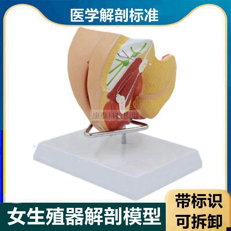 1:1女性生殖器模型可拆卸拼装妇科解剖子宫附T件卵巢围产期病理