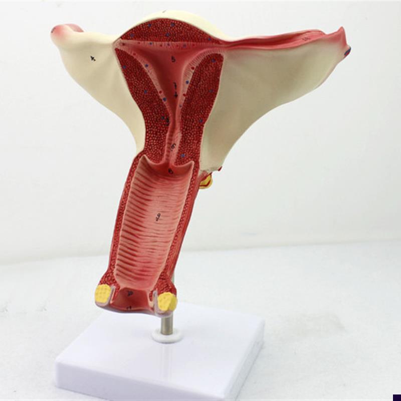 颐诺正品女性阴道子宫模型卵巢输卵管模型女性生殖系Z统解剖妇科