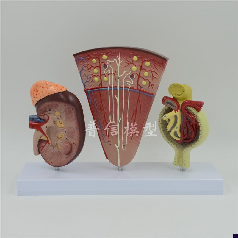 普信医用肾单位i肾小球放大肾脏解剖人体肾模型泌尿系统内分泌