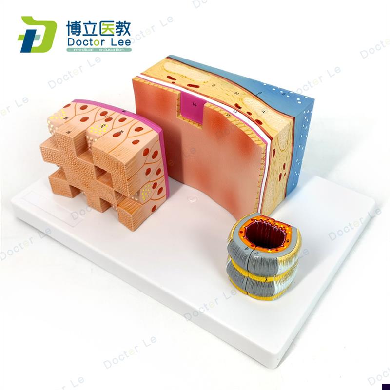 人体气管解剖h结构模型气管壁喉解剖医学音乐教学学习人体