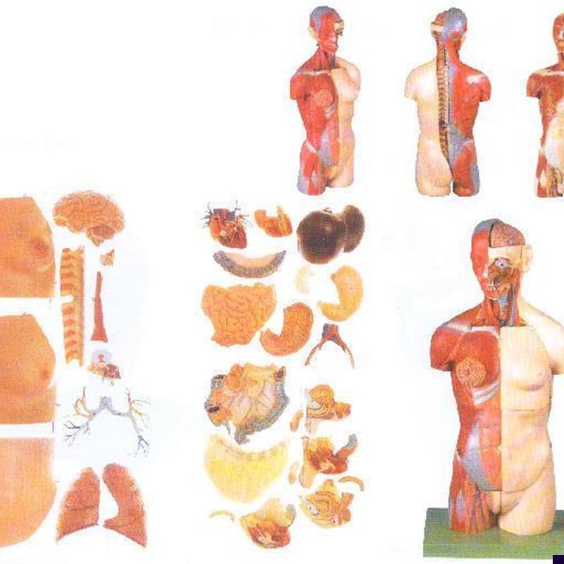 男性女性外两性互换肌p肉内脏背面开放式头颈躯干模型A10003