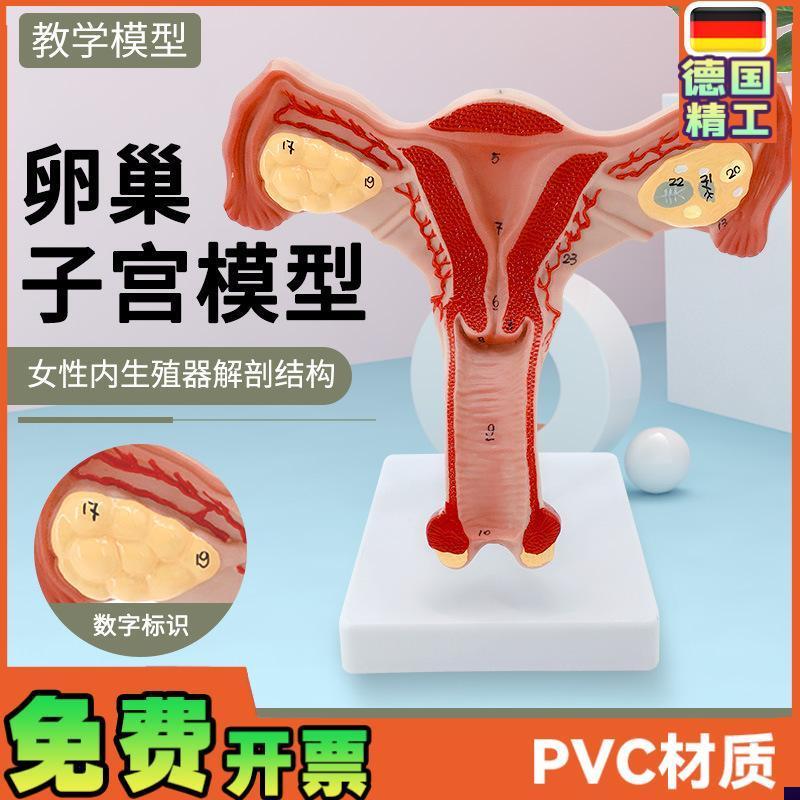 人体子宫模型教具模具阴道卵巢解剖医学女性仿V真女性生殖模器