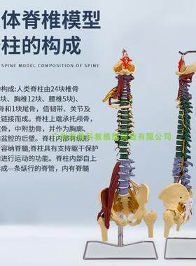 彩色80cCM成人脊柱模型附肌肉1:1比例人体脊椎带颈椎胸椎尾椎骨盆