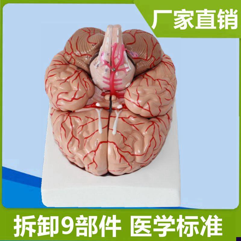 脑组织模型可拆卸动脉血管分布皮层功G能区医用解剖可拼装仿真塑
