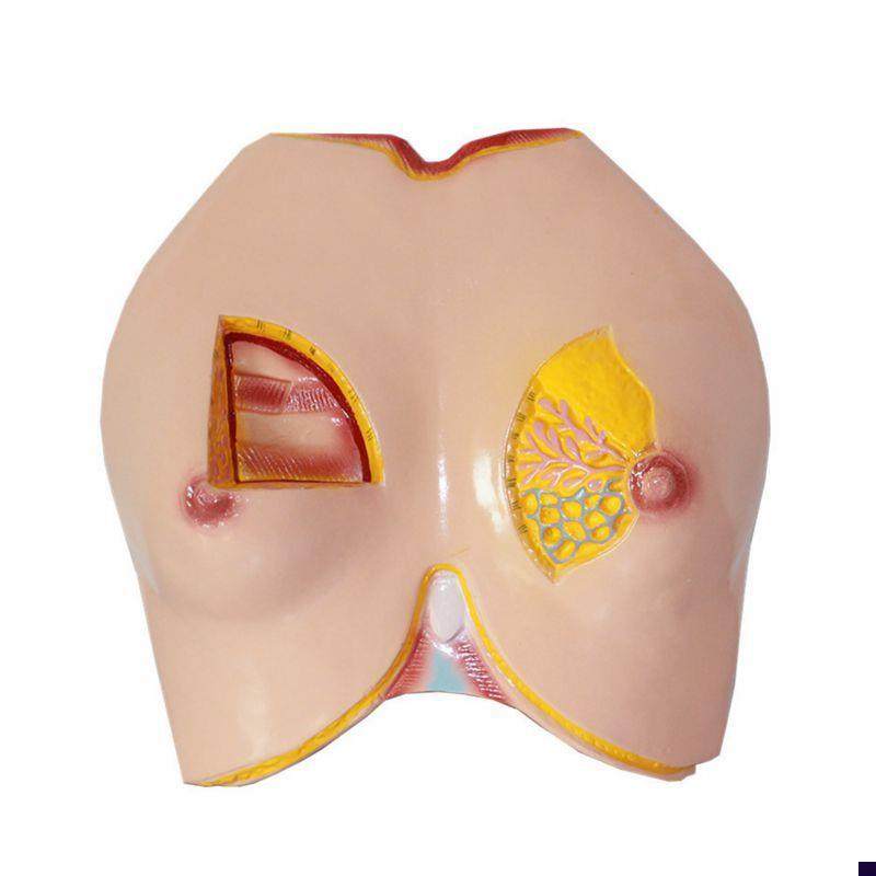 女性胸壁乳房乳腺淋巴管脂肪妇科生殖医学教具P胸腔外科解剖教学